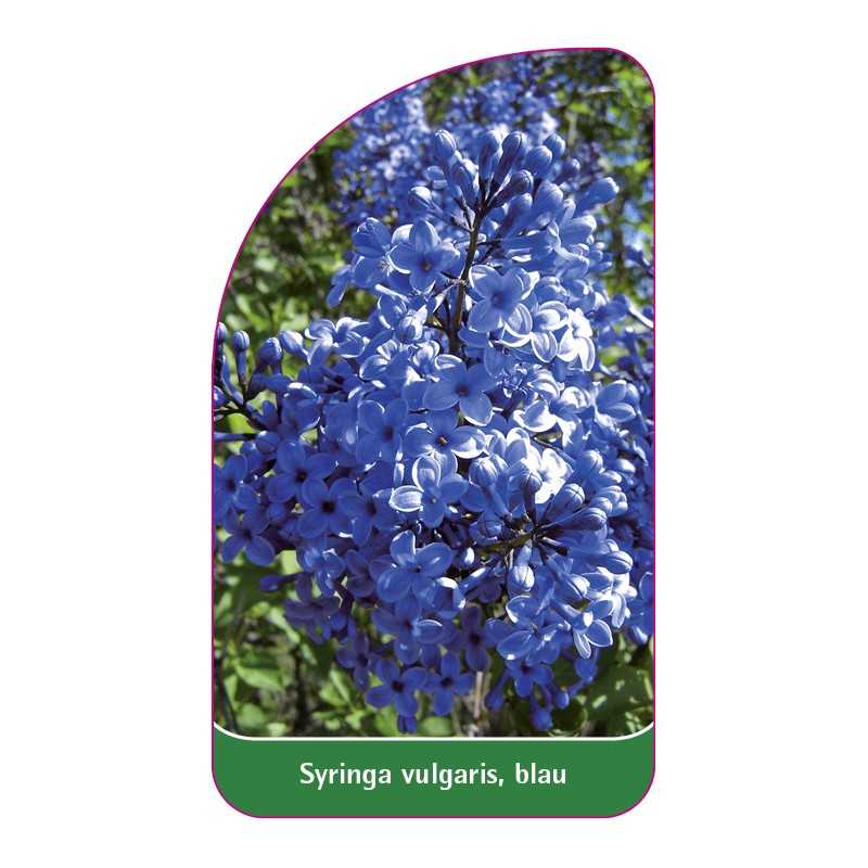 syringa-vulgaris-blau-a1