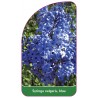 syringa-vulgaris-blau-a1