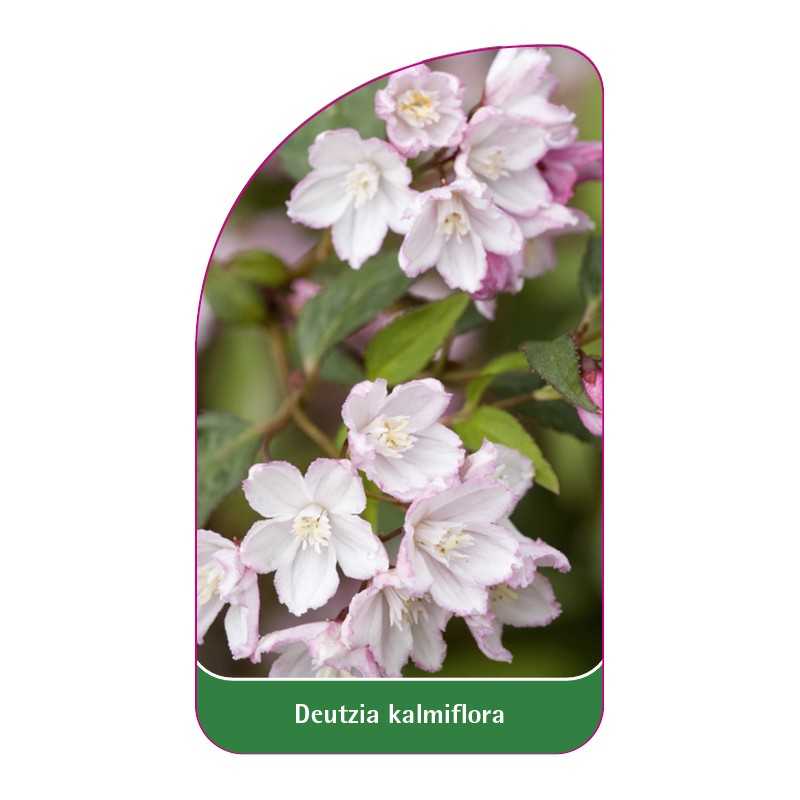 deutzia-kalmiiflora1