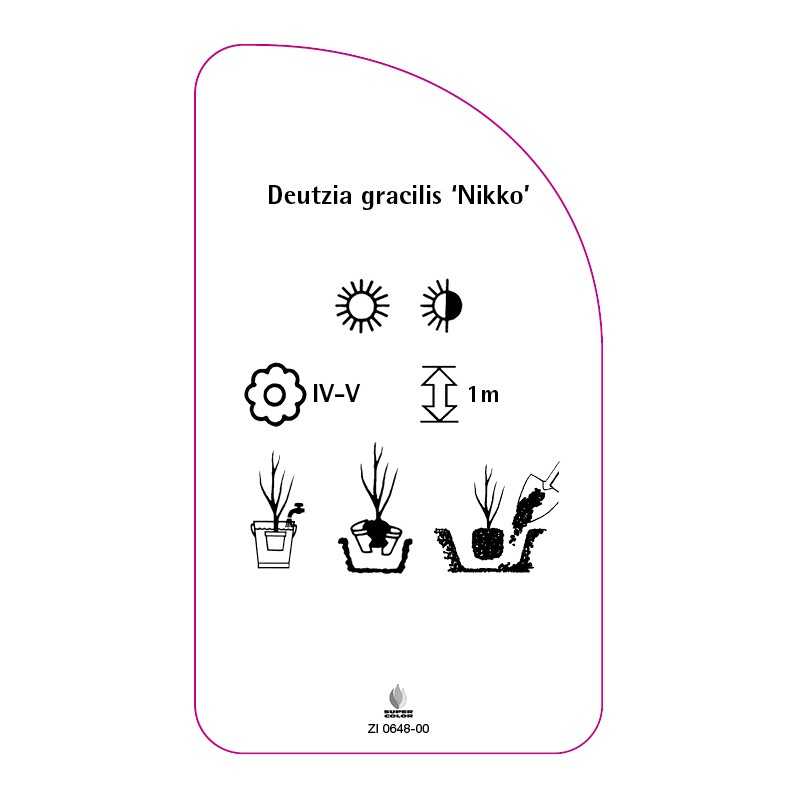 deutzia-gracialis-nikko-0