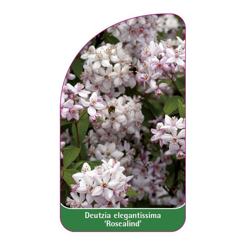 deutzia-elegantissima-rosealind-1