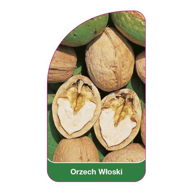 orzech-wloski1