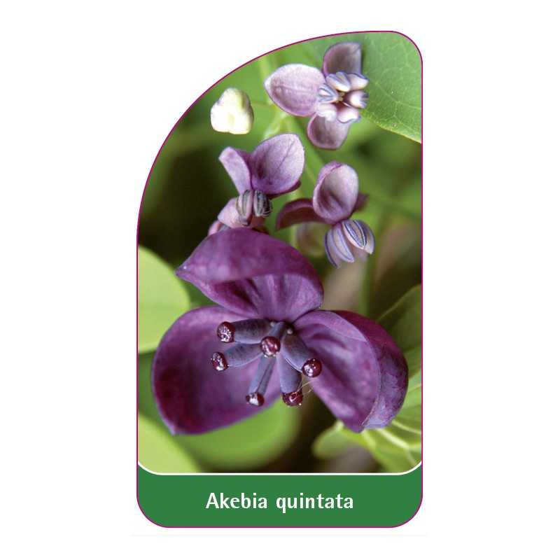 akebia-quintata1