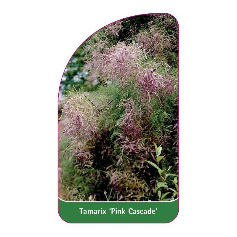 tamarix-pink-cascade-1
