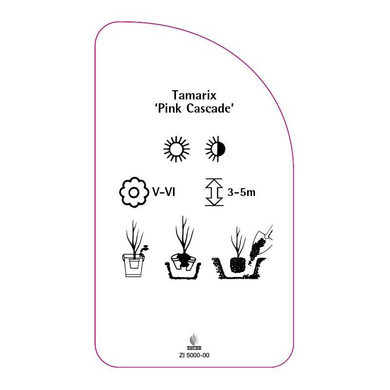 tamarix-pink-cascade-0