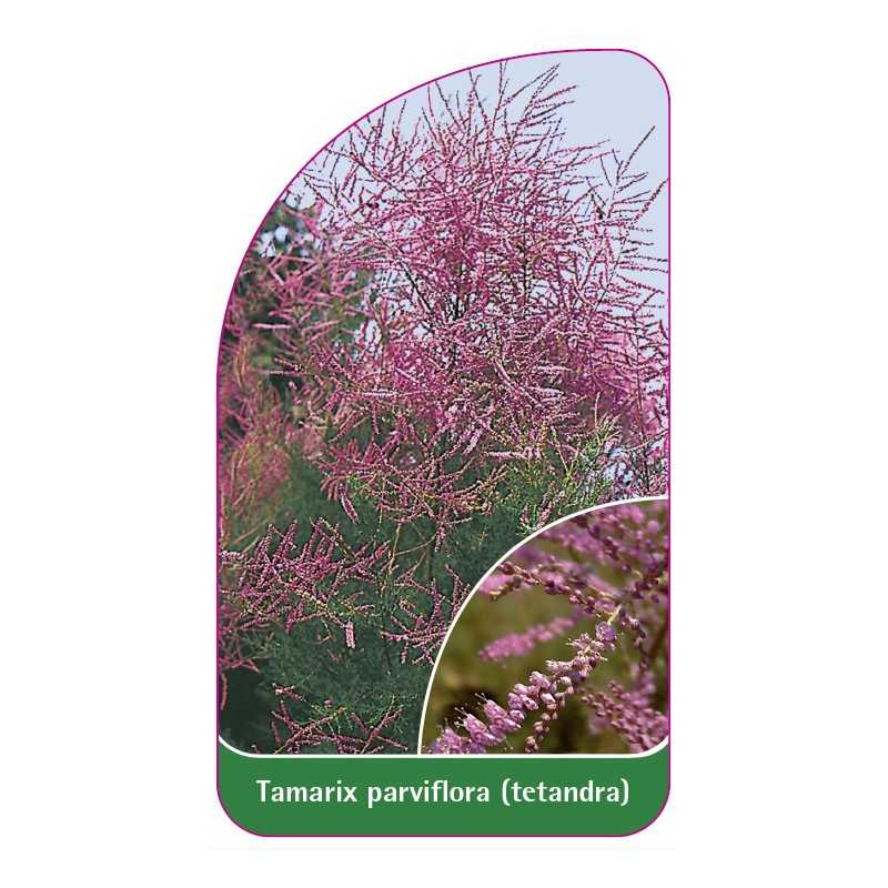 tamarix-parviflora-tetandra1