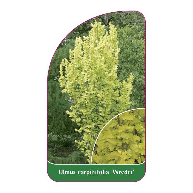 ulmus-carpinifolia-wredei-1