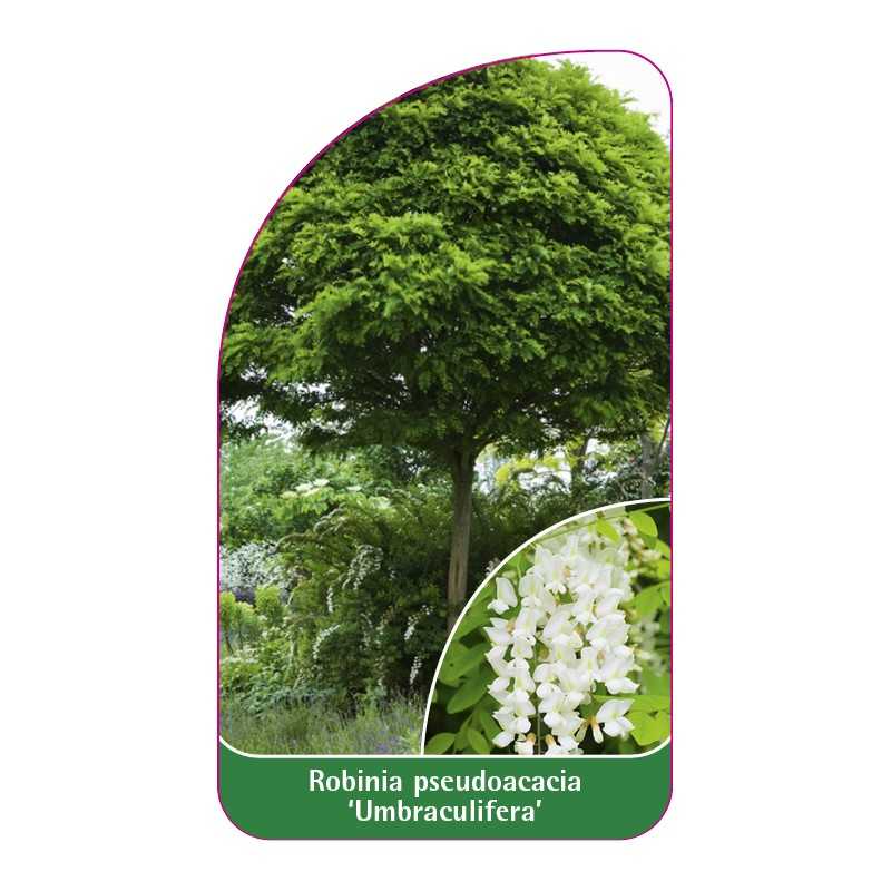 robinia-pseudoacacia-umbraculifera-1