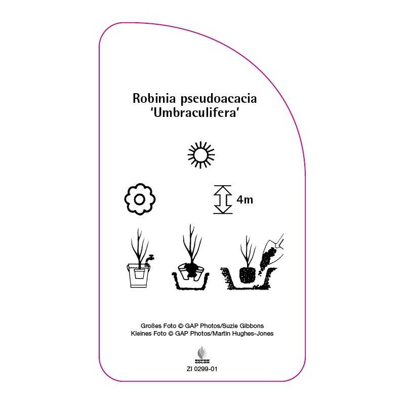 robinia-pseudoacacia-umbraculifera-0