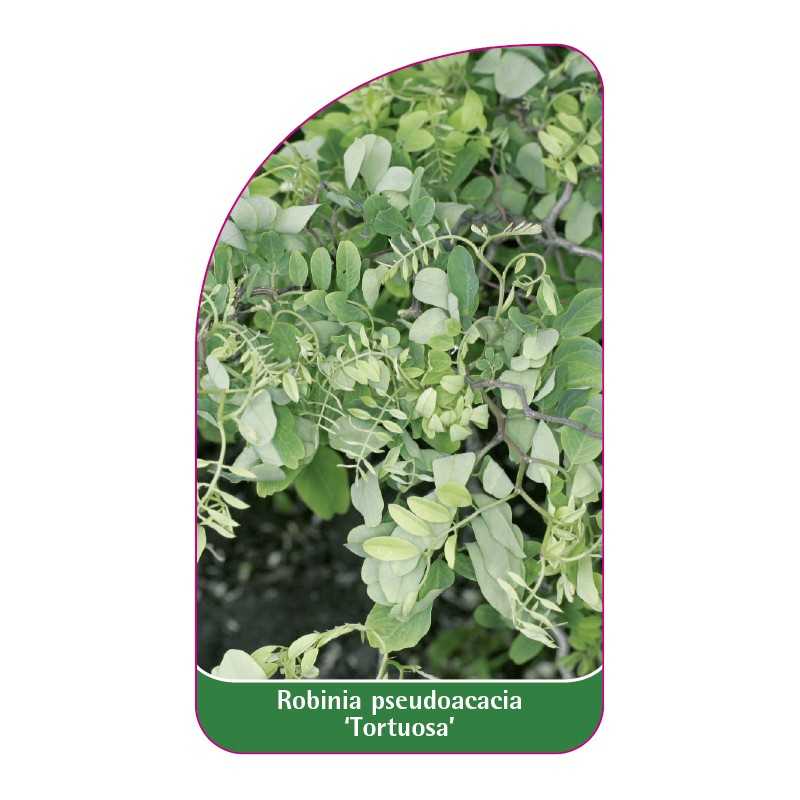 robinia-pseudoacacia-tortuosa-1
