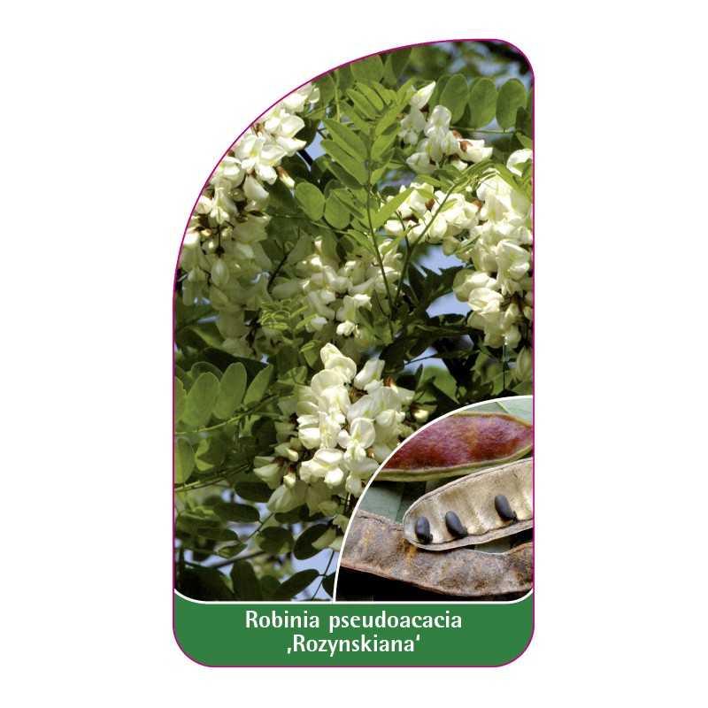 robinia-pseudoacacia-rozynskiana-1
