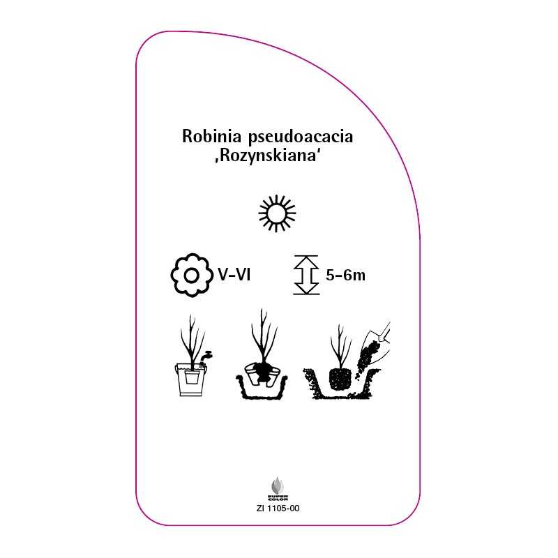 robinia-pseudoacacia-rozynskiana-0