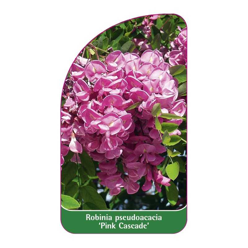 robinia-pseudoacacia-pink-cascade-b1
