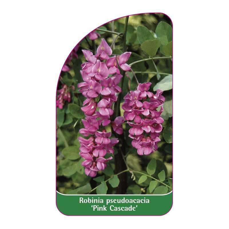 robinia-pseudoacacia-pink-cascade-a1