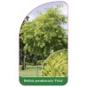 robinia-pseudoacacia-frisia-1