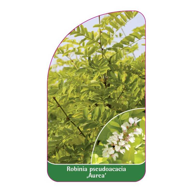 robinia-pseudoacacia-aurea-1