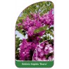 robinia-hispida-rosea-1