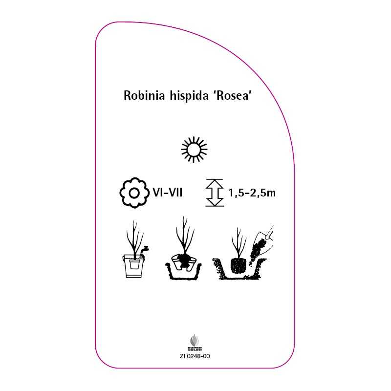 robinia-hispida-rosea-0
