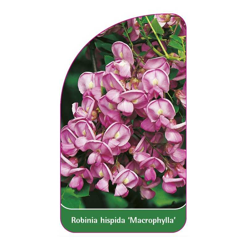 robinia-hispida-macrophylla-1