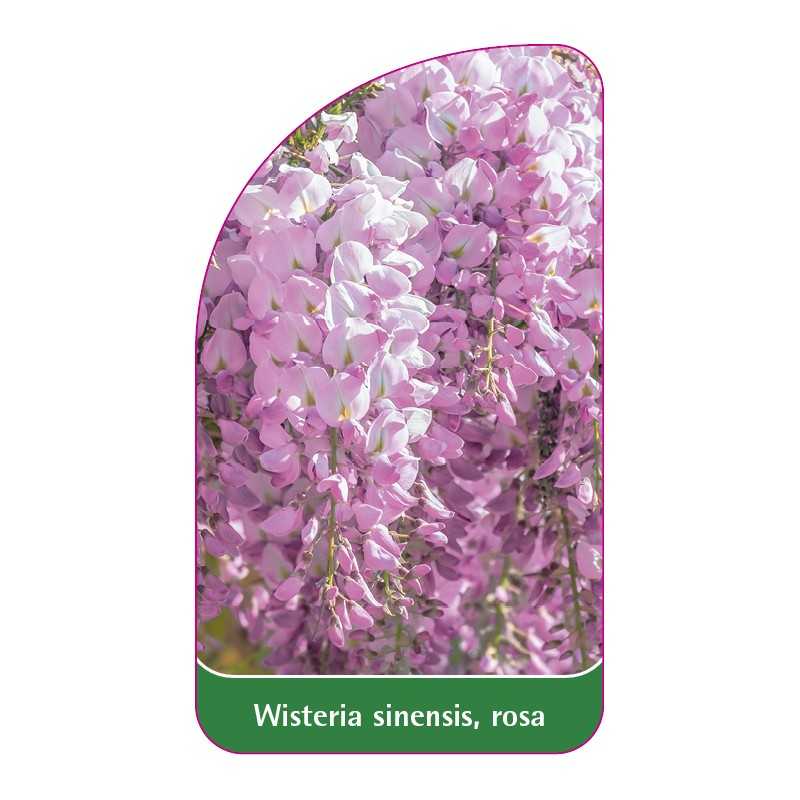 wisteria-sinensis-rosa1