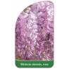 wisteria-sinensis-rosa1