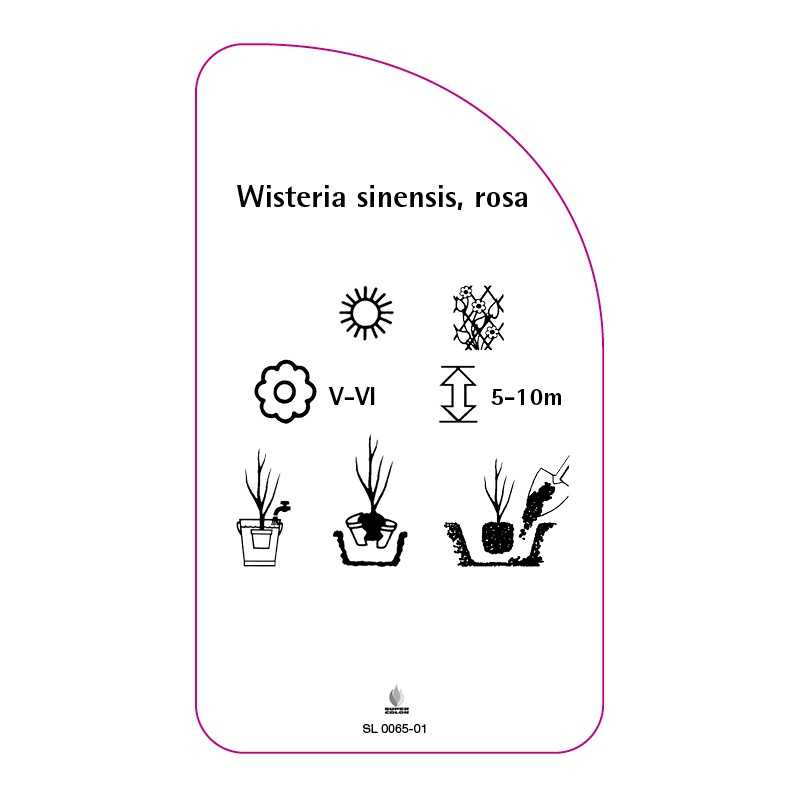 wisteria-sinensis-rosa0