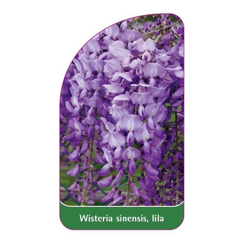 wisteria-sinensis-lila1