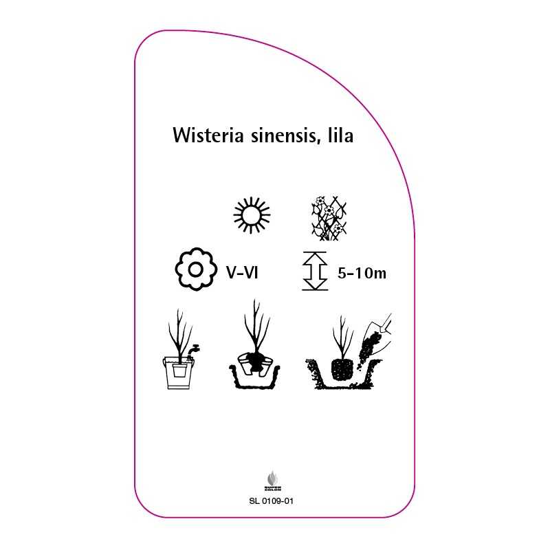 wisteria-sinensis-lila0