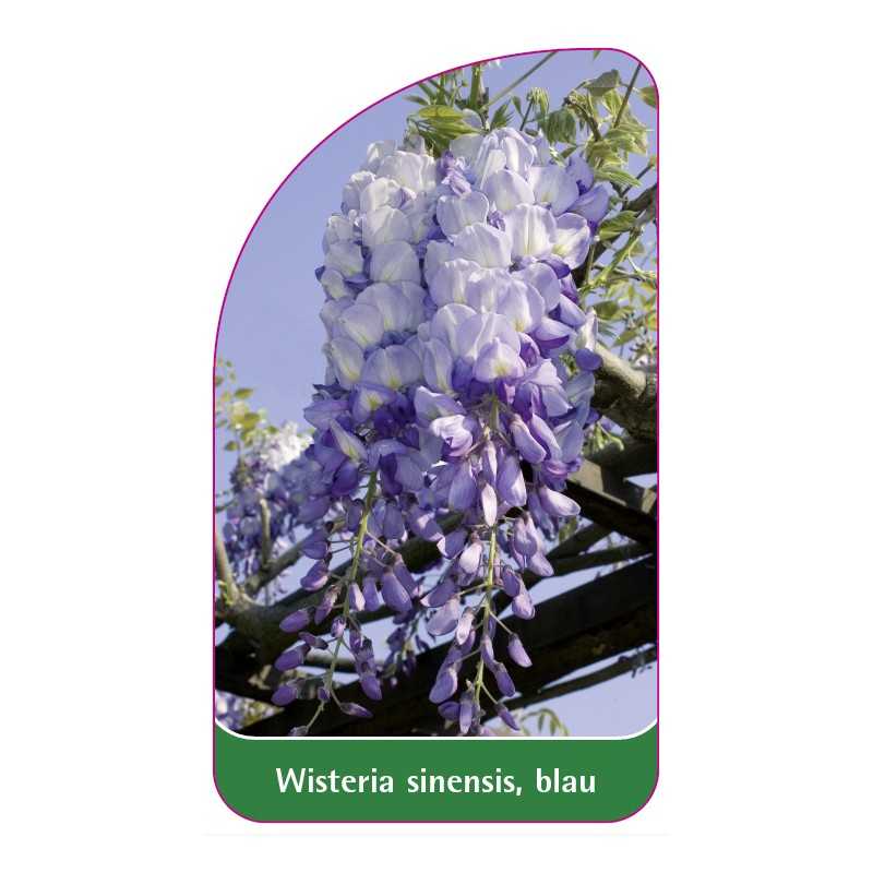 wisteria-sinensis-blau1