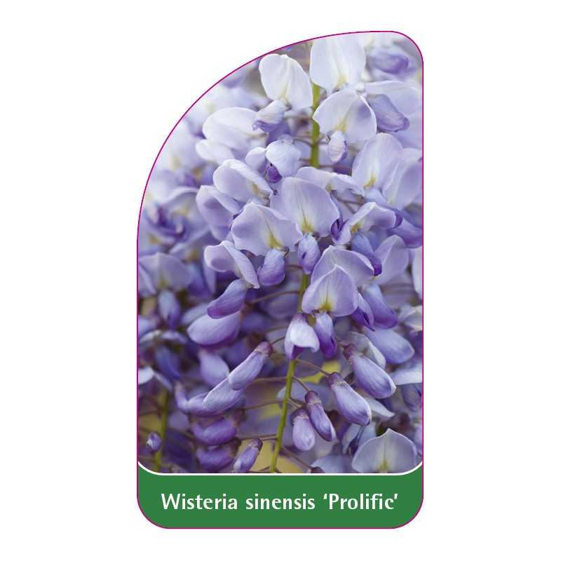 wisteria-sinensis-prolific-1