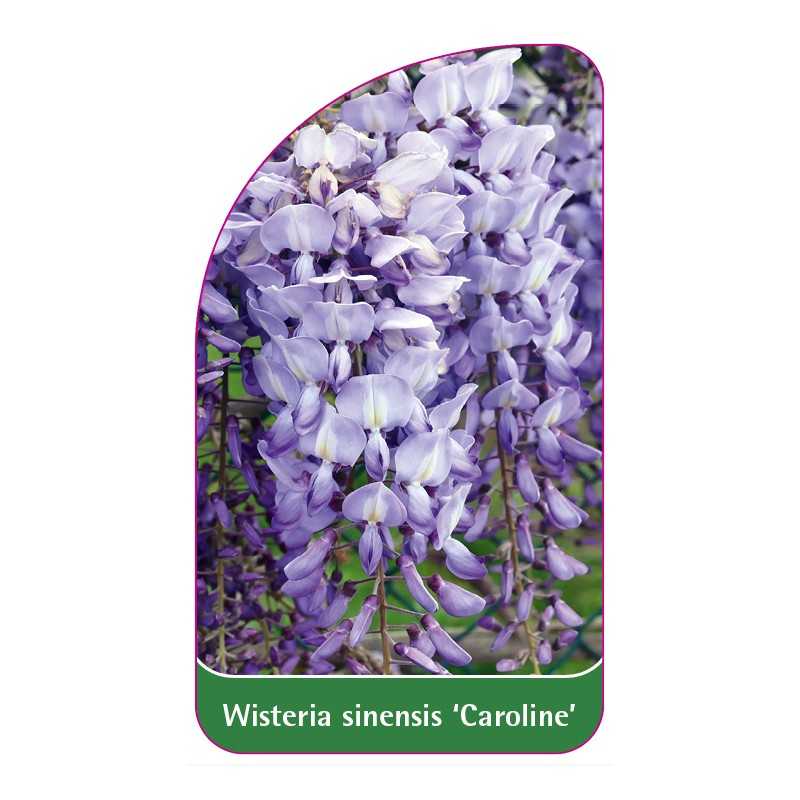 wisteria-sinensis-caroline-1