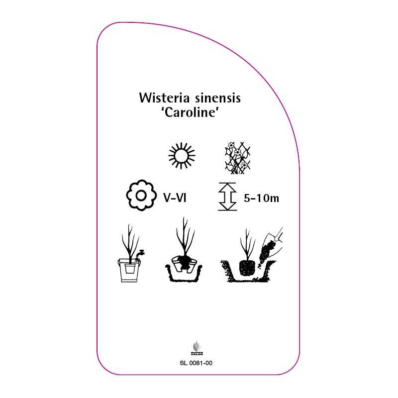 wisteria-sinensis-caroline-0