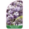 wisteria-floribunda-violacea-plena-1