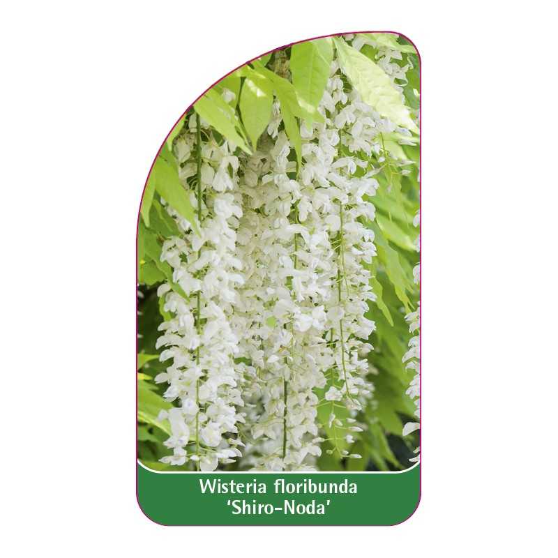 wisteria-floribunda-shiro-noda-1