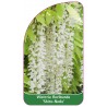 wisteria-floribunda-shiro-noda-1