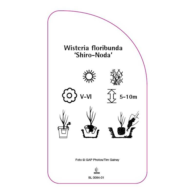 wisteria-floribunda-shiro-noda-0