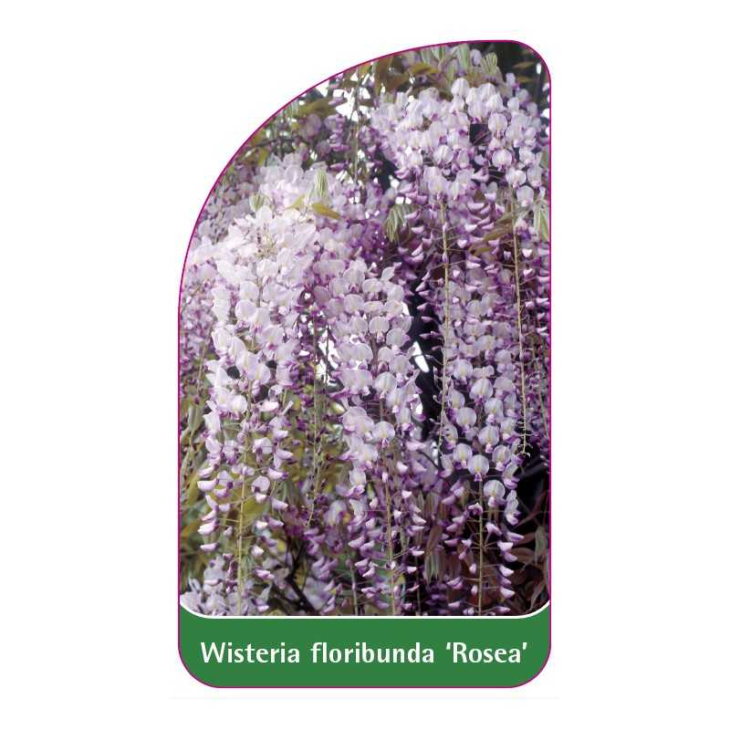 wisteria-floribunda-rosea-1