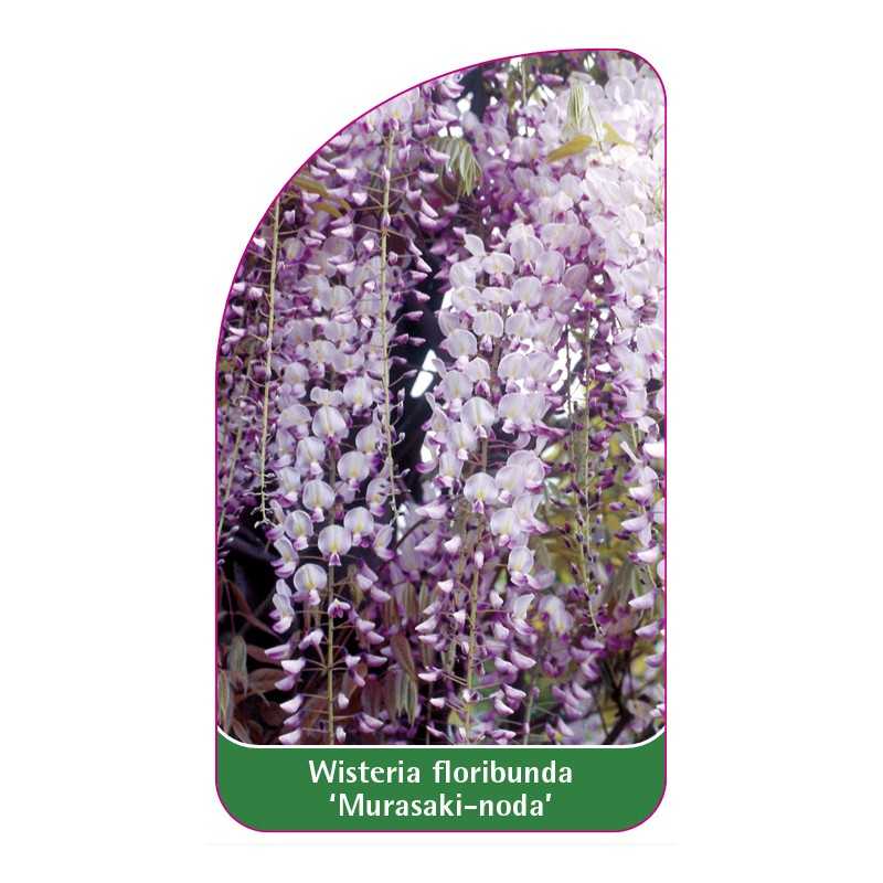 wisteria-floribunda-murasaki-noda-1