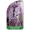 wisteria-floribunda-murasaki-noda-1