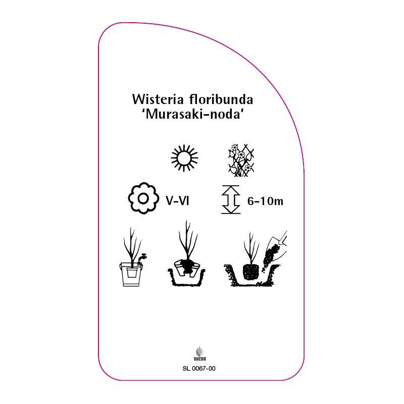 wisteria-floribunda-murasaki-noda-0