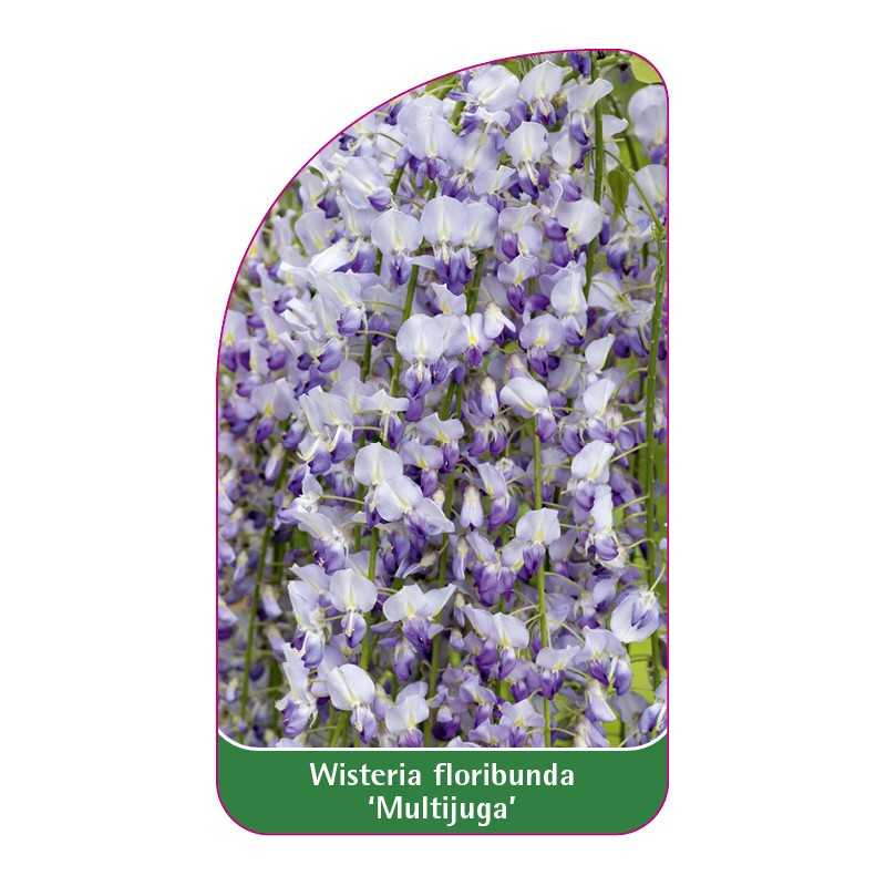 wisteria-floribunda-multijuga-1