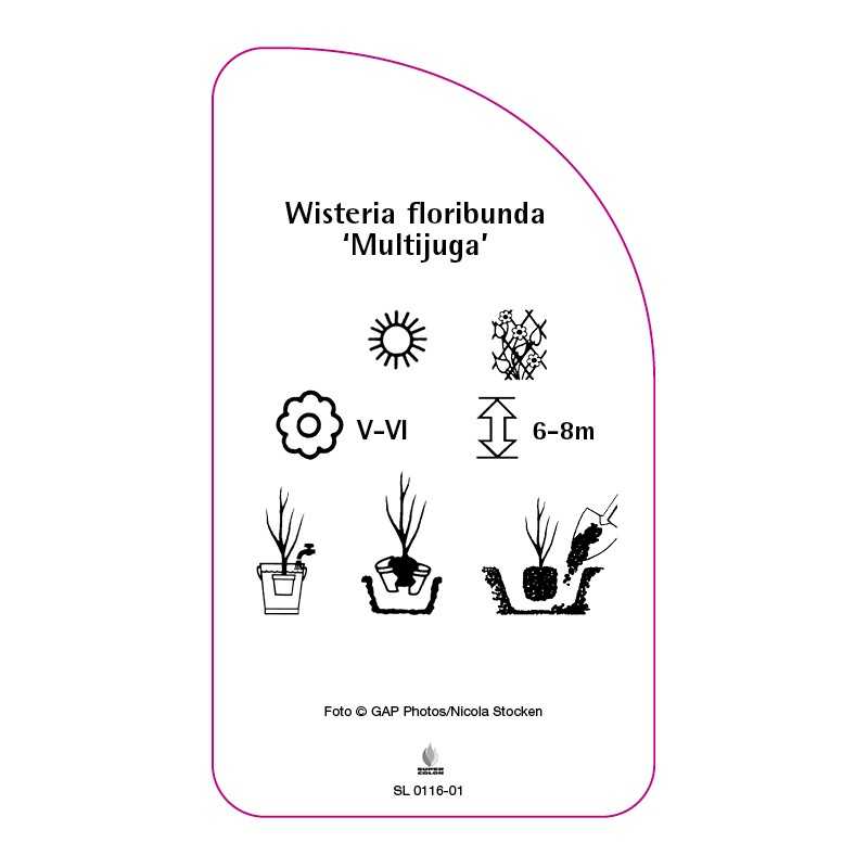 wisteria-floribunda-multijuga-0
