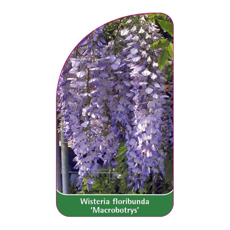 wisteria-floribunda-macrobotrys-1