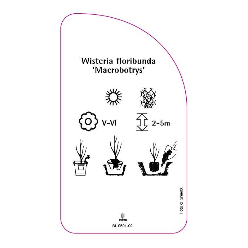 wisteria-floribunda-macrobotrys-0