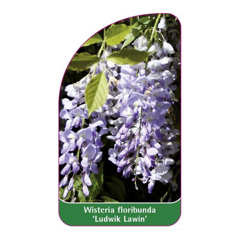 wisteria-floribunda-ludwik-lawin-1