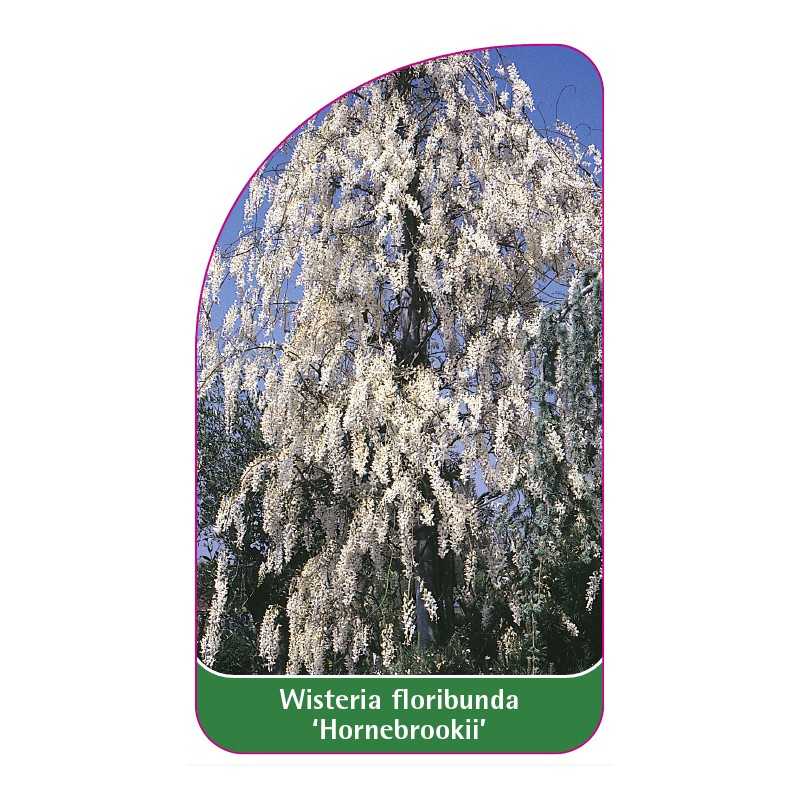 wisteria-floribunda-hornebrookii-1