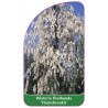 wisteria-floribunda-hornebrookii-1