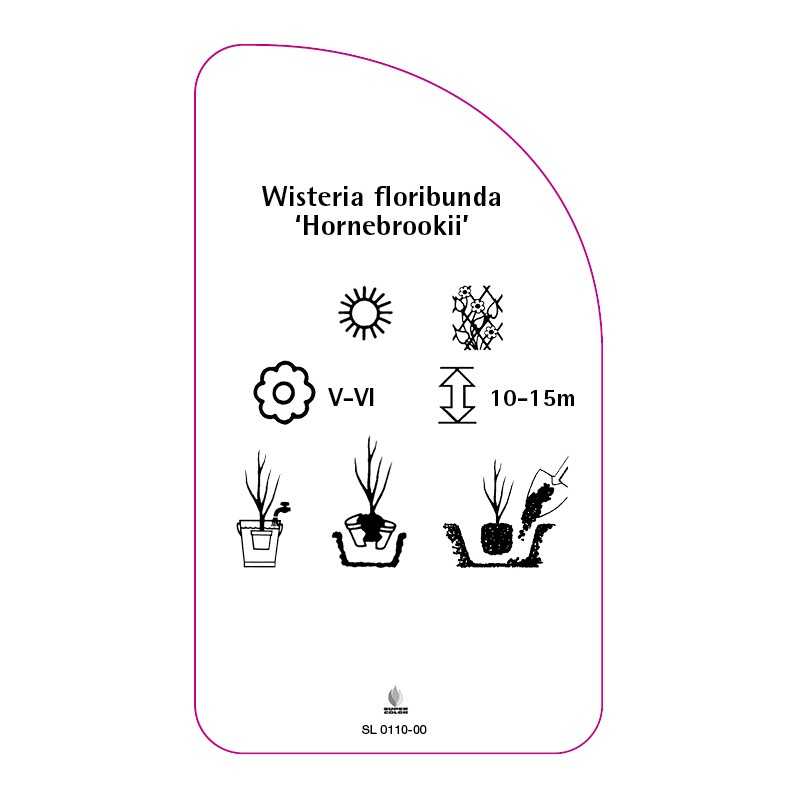 wisteria-floribunda-hornebrookii-0