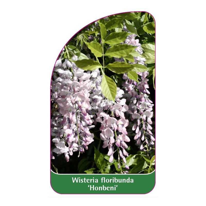 wisteria-floribunda-honbeni-1