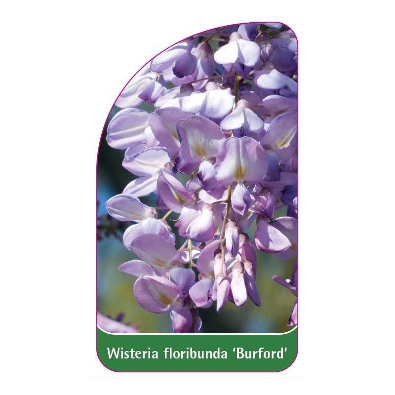 wisteria-floribunda-burford-1